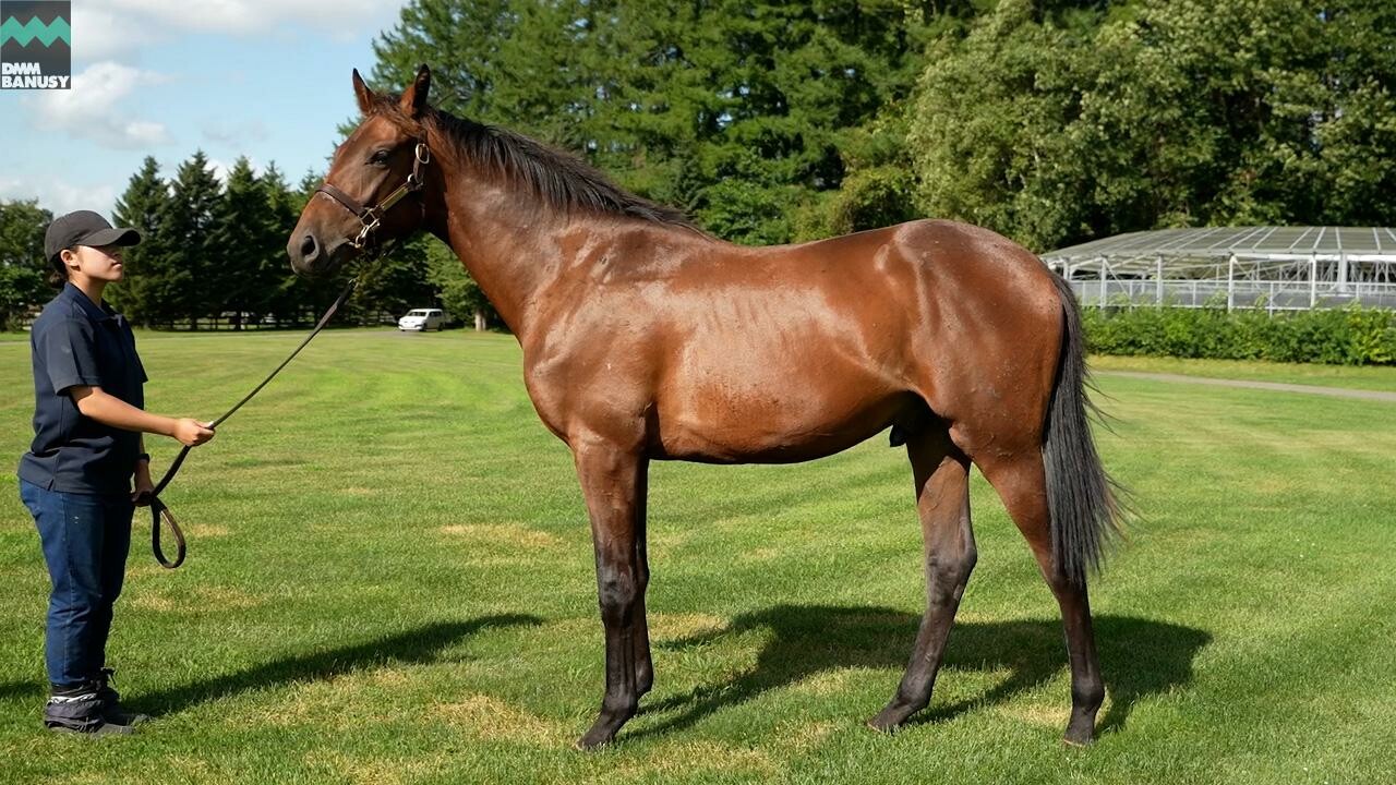 シェーングランツ2024 2025/8/15撮影：社台ファーム現地視察