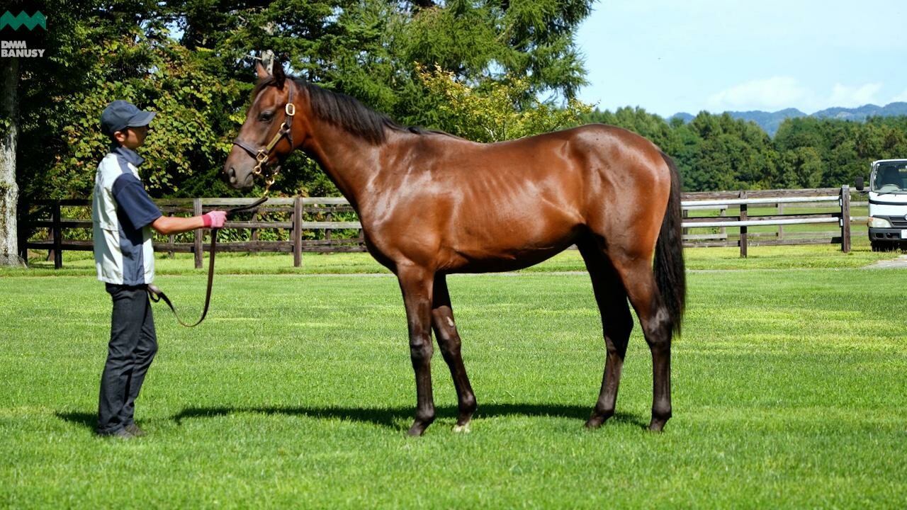 シェーングランツ2024 2025/9/8撮影：社台ファーム現地視察