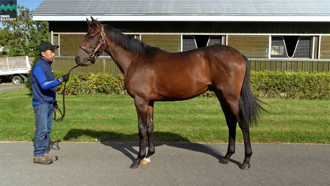 シェーングランツ2024 2025/10/6撮影：社台ファーム現地視察