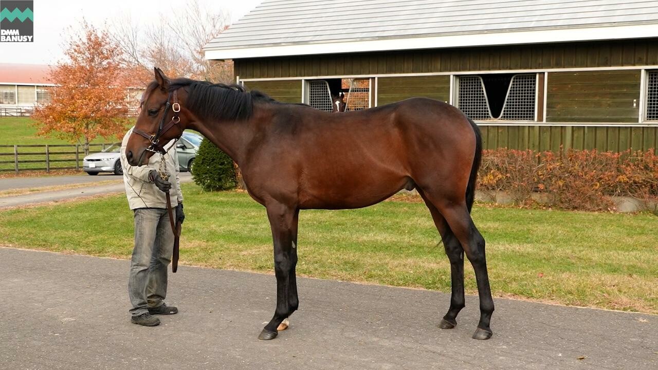 シェーングランツ2024 2025/11/6撮影：社台ファーム現地視察