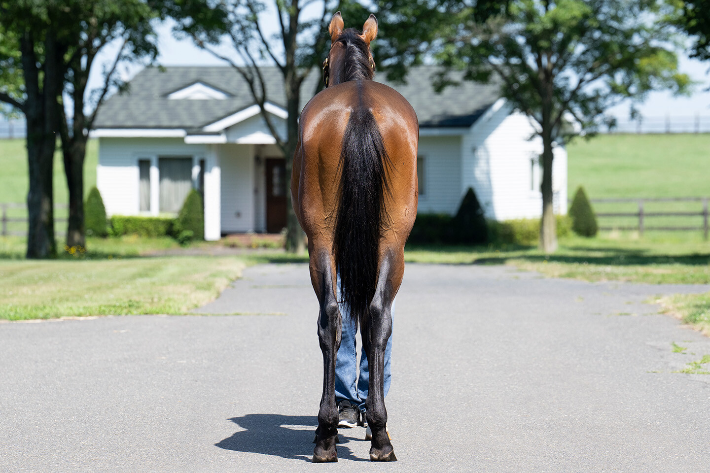 シェーングランツ2024 馬体フォト 2025/07/23