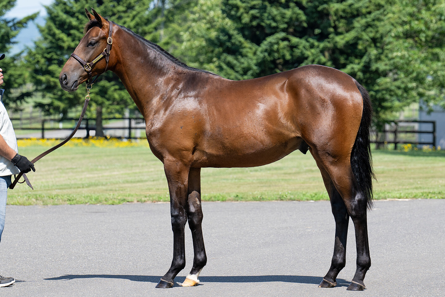 シェーングランツ2024 馬体フォト 2025/07/23