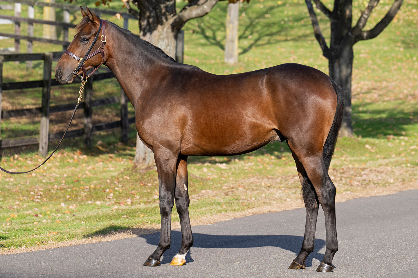 シェーングランツ2024 写真