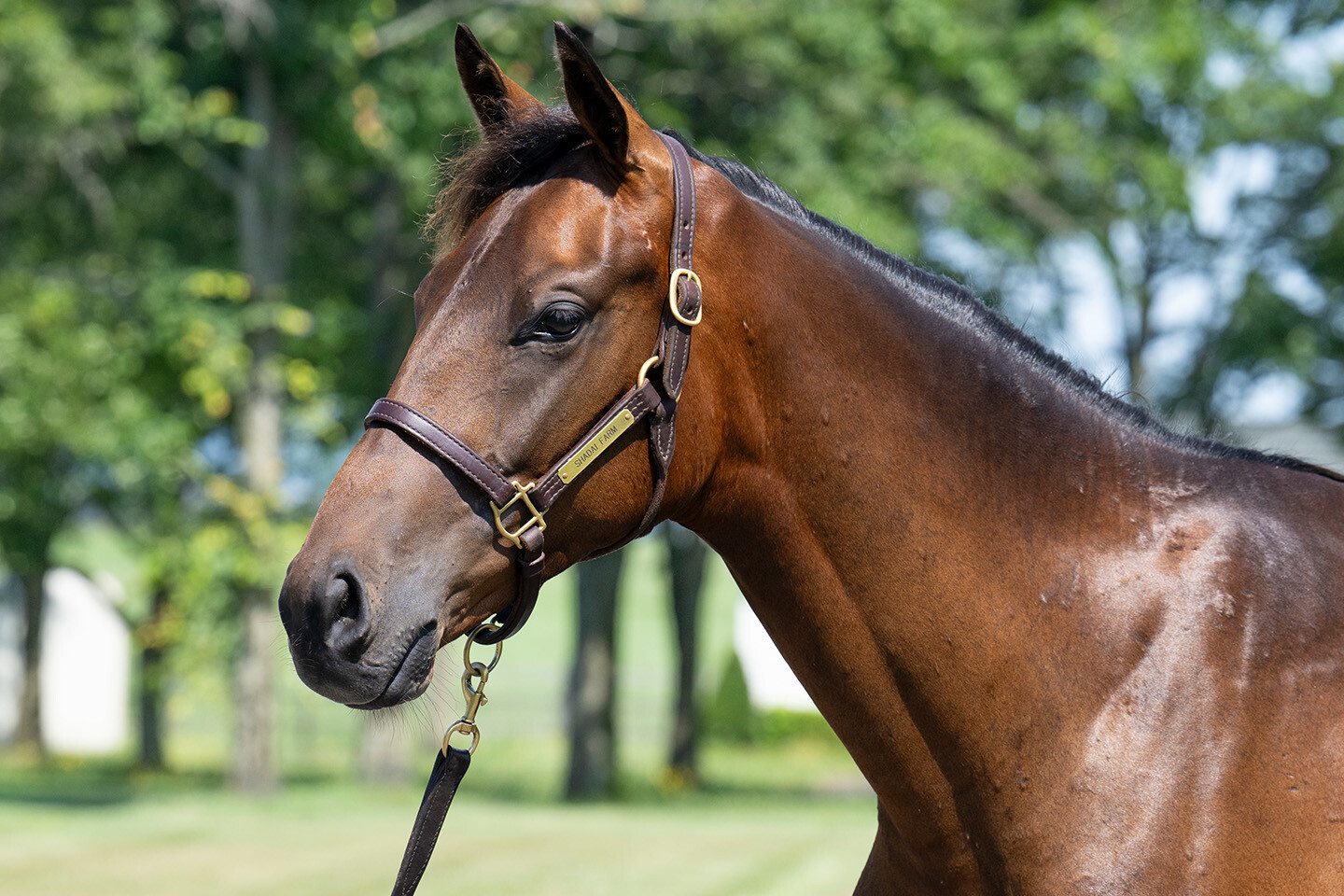シェーングランツ2024 馬体フォト 2025/07/23