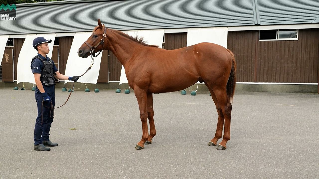 ベルエポック2024 2025/8/14撮影：ノーザンファーム現地視察