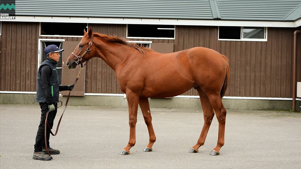 ベルエポック2024 2025/9/9撮影：ノーザンファーム現地視察