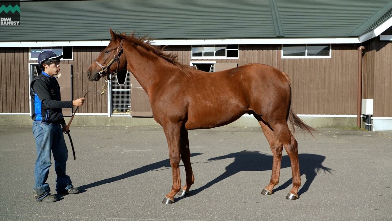 ベルエポック2024 2025/10/6撮影：ノーザンファーム現地視察