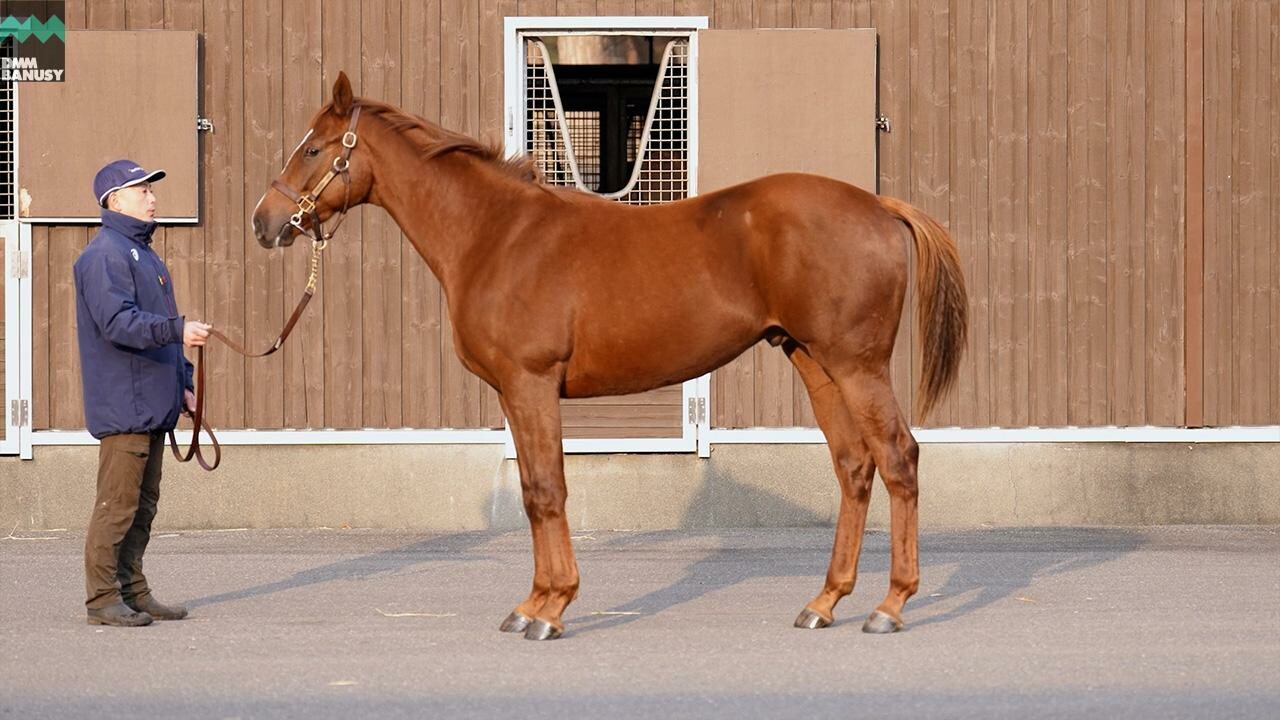 ベルエポック2024 2025/11/6撮影：ノーザンファーム現地視察