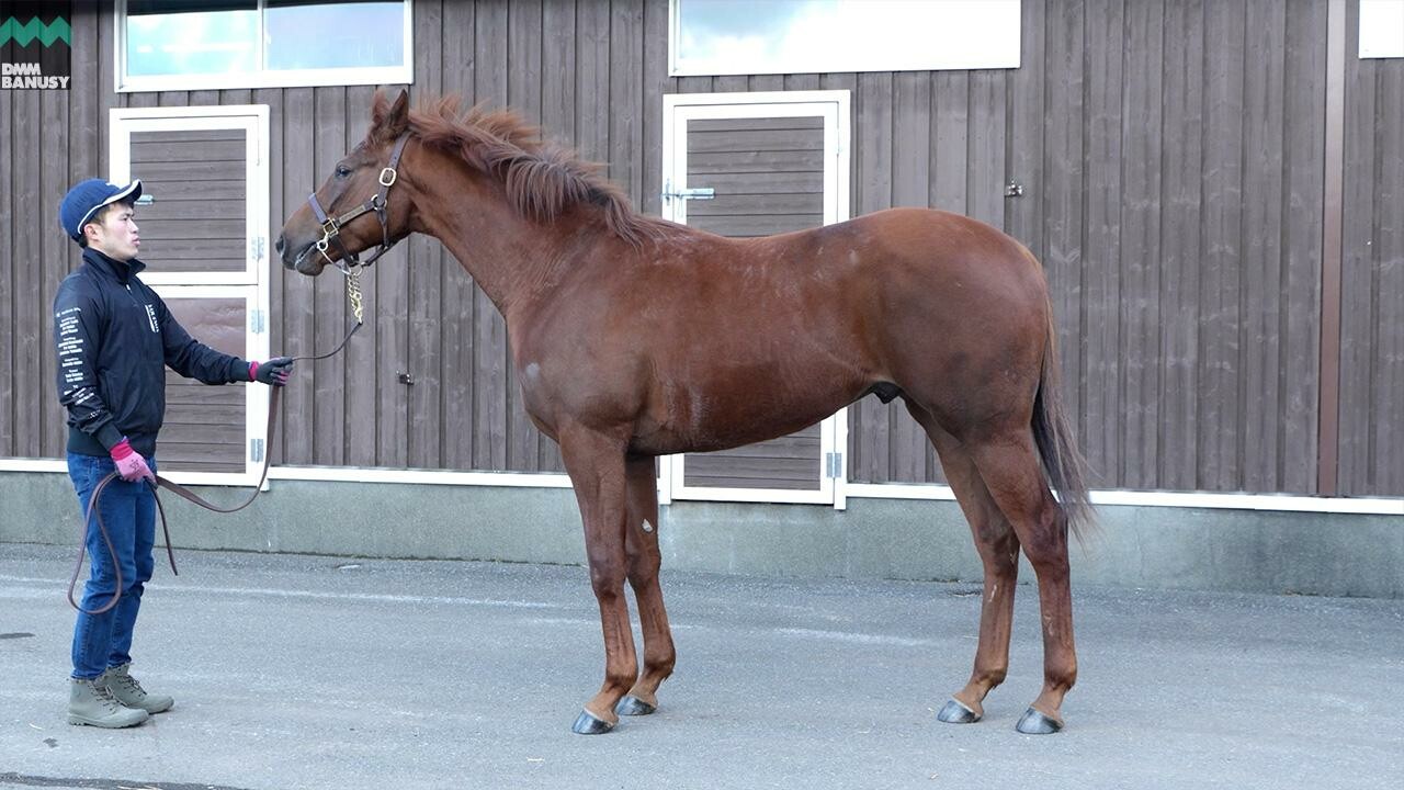 ベルエポック2024 2026/2/6撮影:ノーザンファーム現地視察