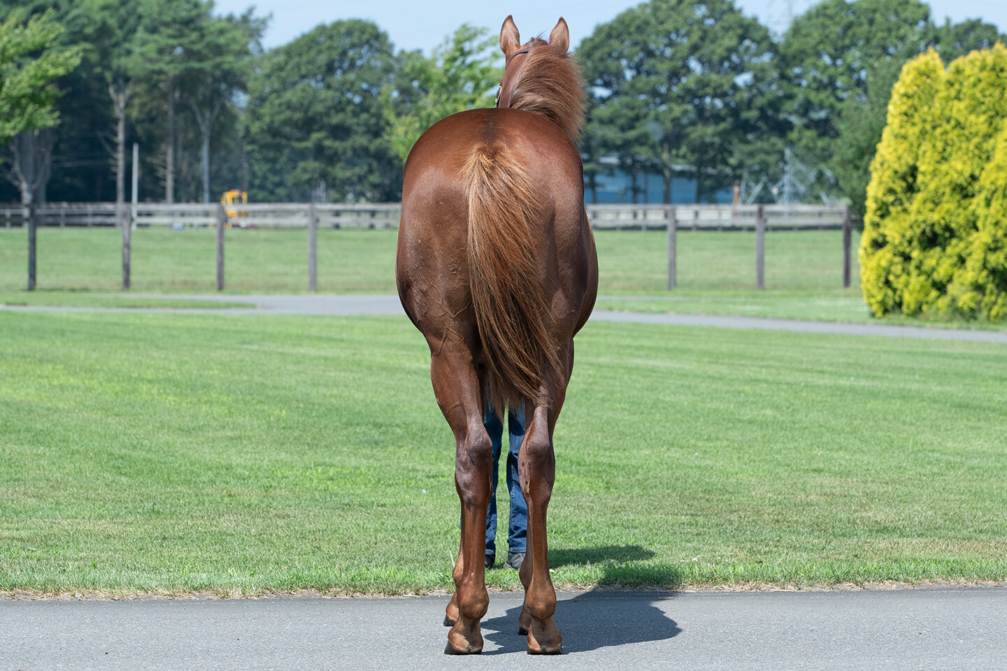 ベルエポック2024 馬体フォト 2025/07/23