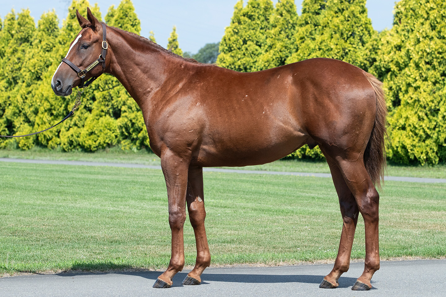 ベルエポック2024 馬体フォト 2025/07/23