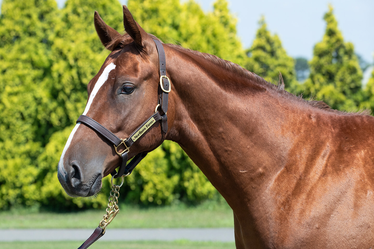 ベルエポック2024 馬体フォト 2025/07/23