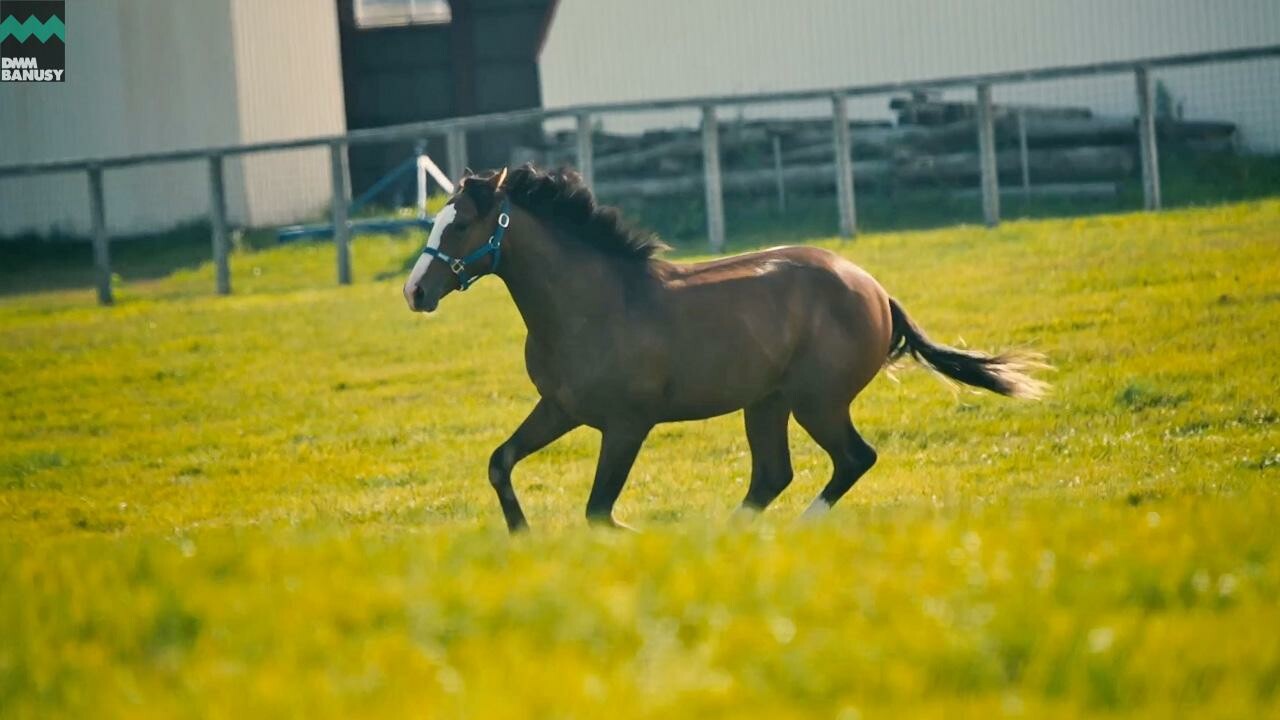 ダイワズーム2024 PV2025