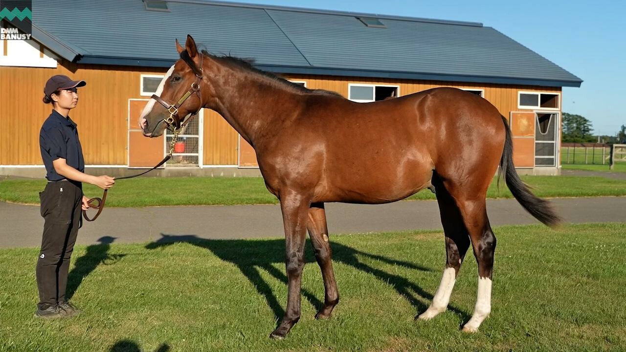 ダイワズーム2024 2025/8/15撮影：白老ファームYearling現地視察