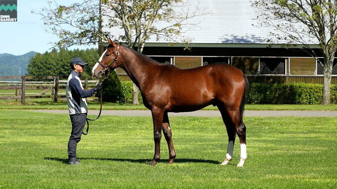 ダイワズーム2024 2025/9/8撮影：社台ファーム現地視察