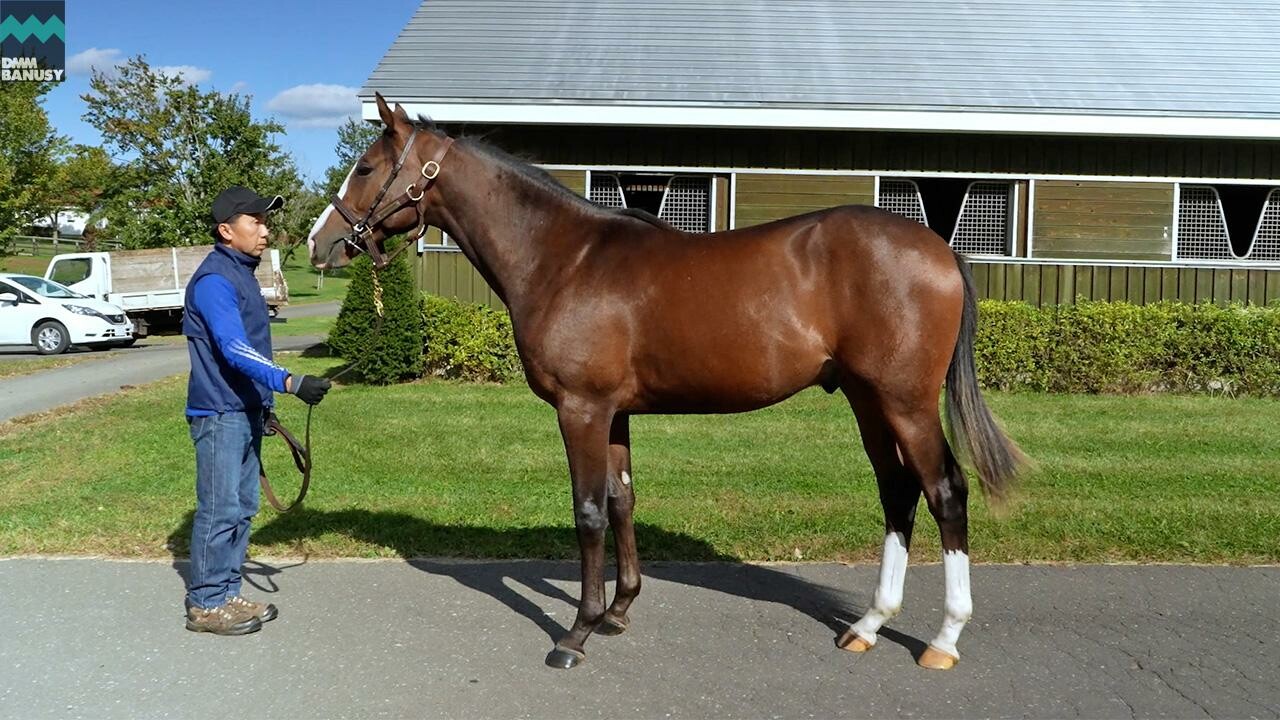 ダイワズーム2024 025/10/6撮影：社台ファーム現地視察