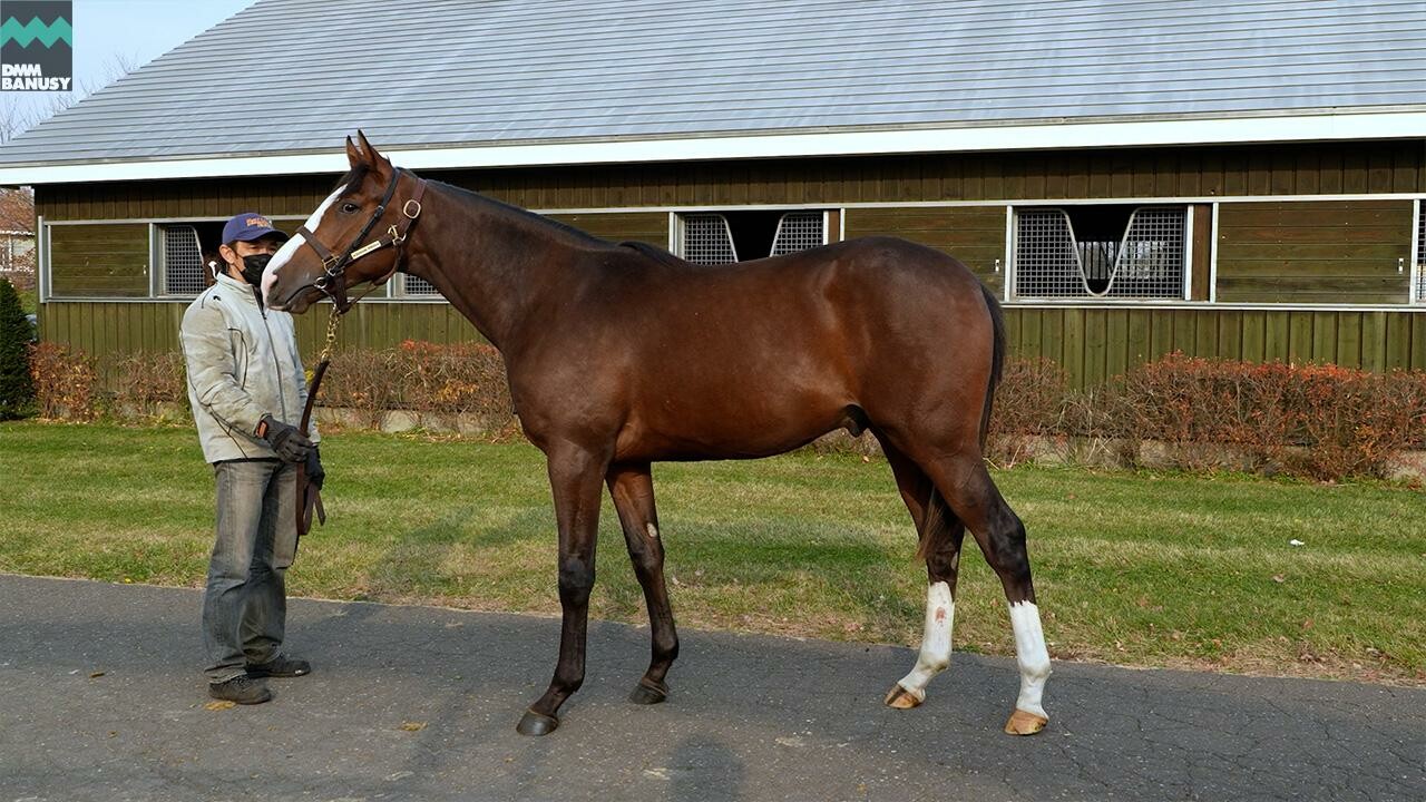 ダイワズーム2024 2025/11/6撮影：社台ファーム現地視察