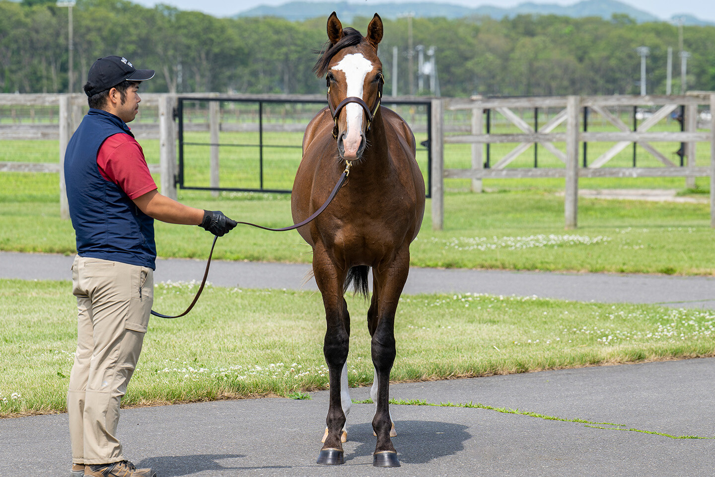 ダイワズーム2024 馬体フォト 2025/07/17