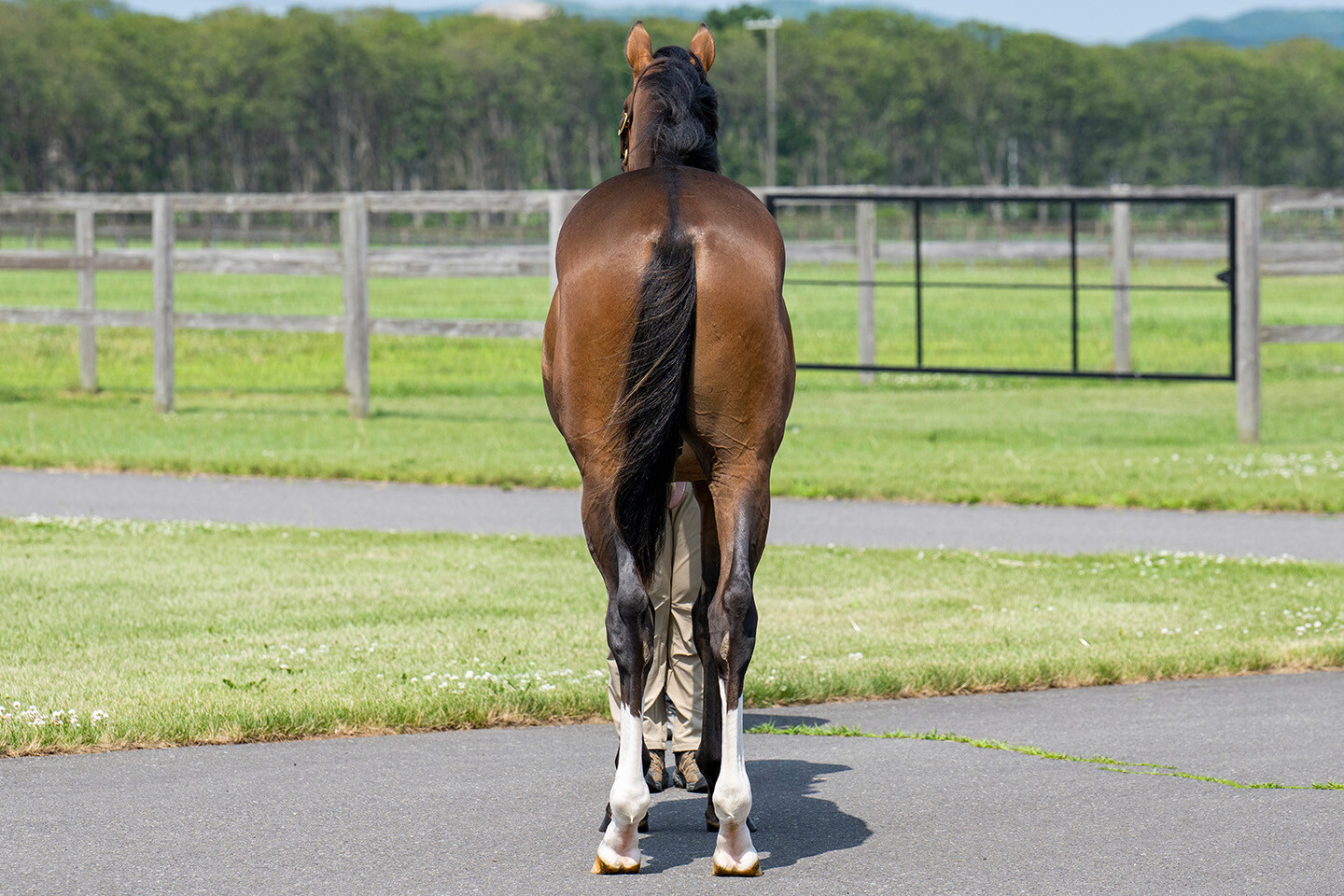 ダイワズーム2024 馬体フォト 2025/07/17