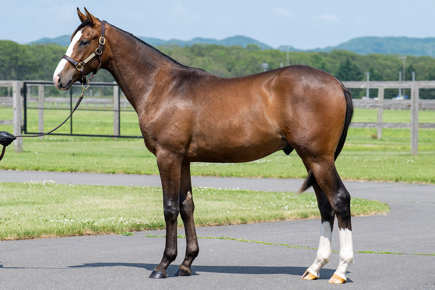 ダイワズーム2024 馬体フォト 2025/07/17