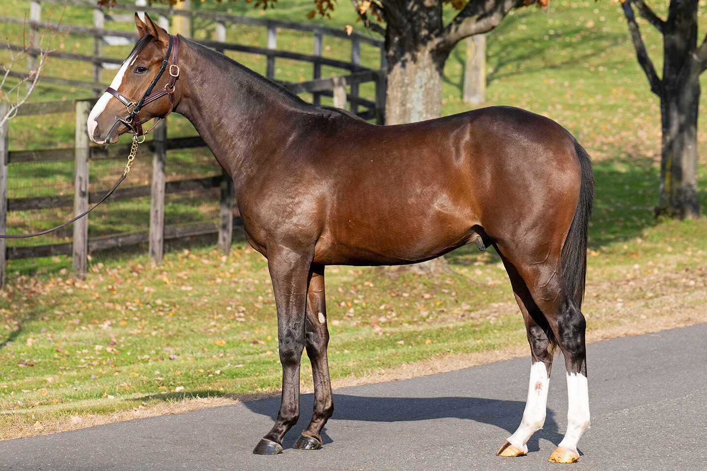 ダイワズーム2024 写真