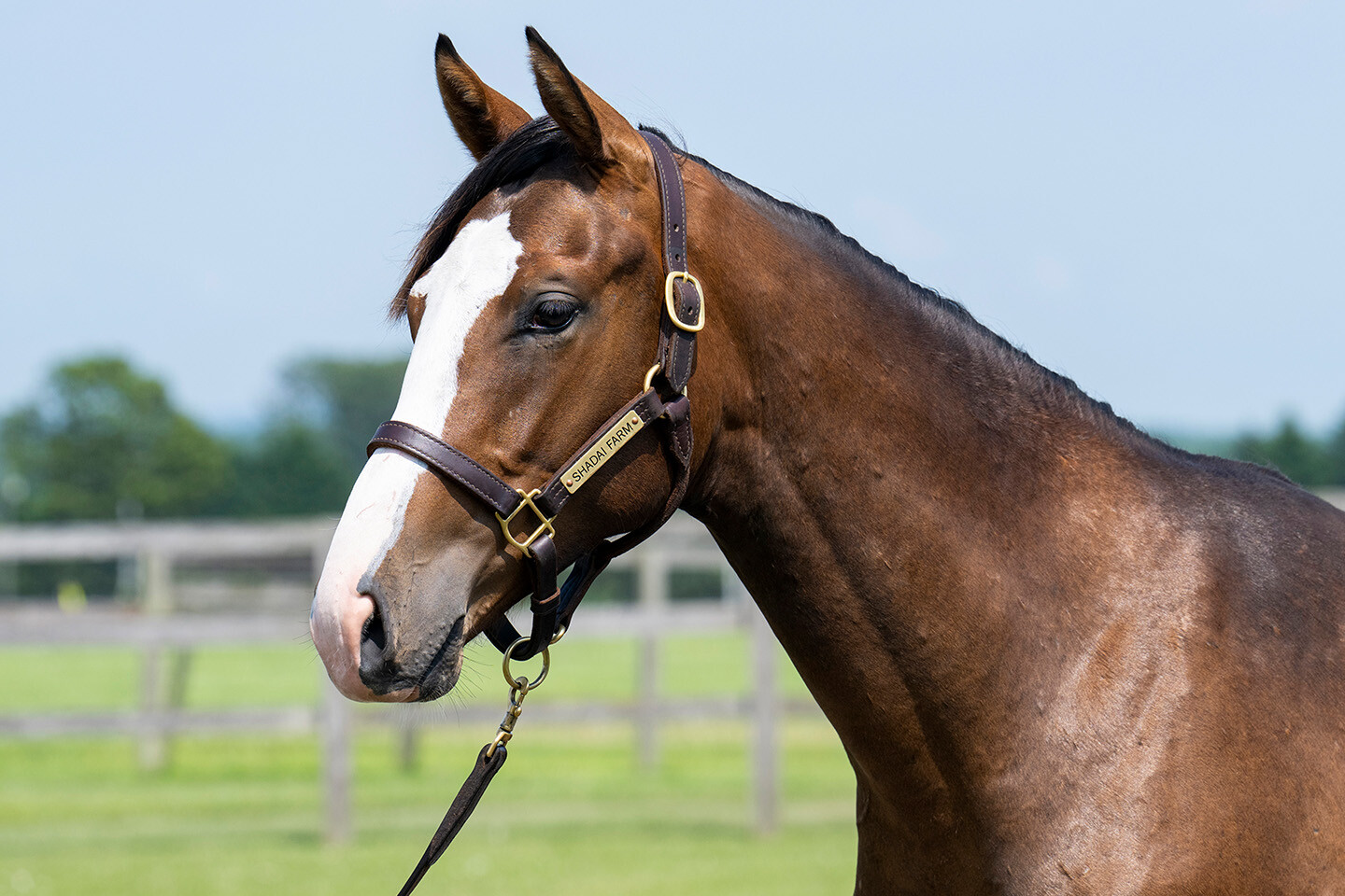ダイワズーム2024 馬体フォト 2025/07/17
