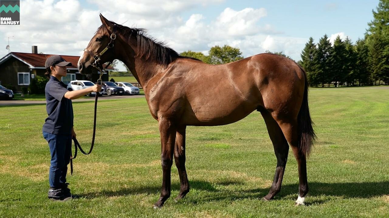 ロングホットサマー2024 2025/8/15撮影：社台ファーム現地視察