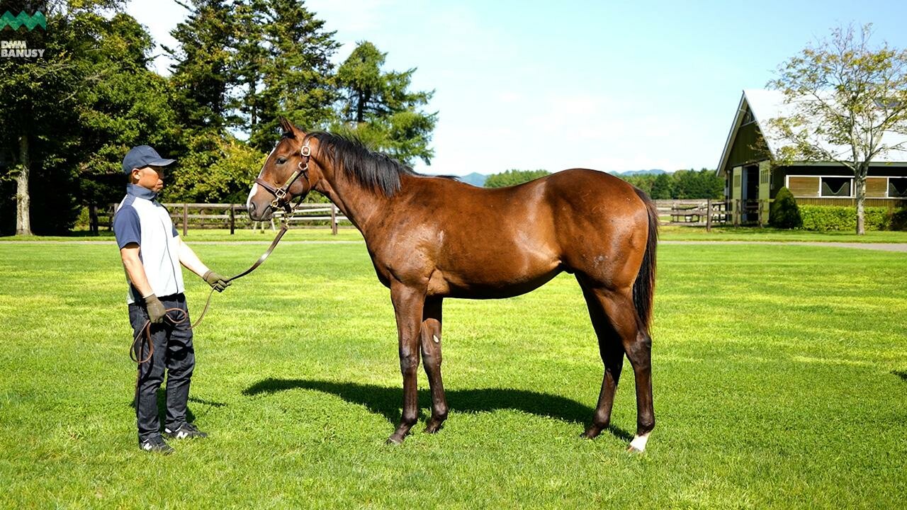 ロングホットサマー2024 2025/9/8撮影：社台ファーム現地視察