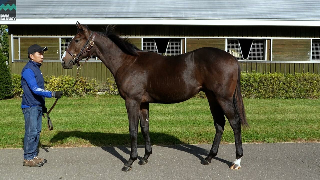 ロングホットサマー2024 2025/10/6撮影：社台ファーム現地視察