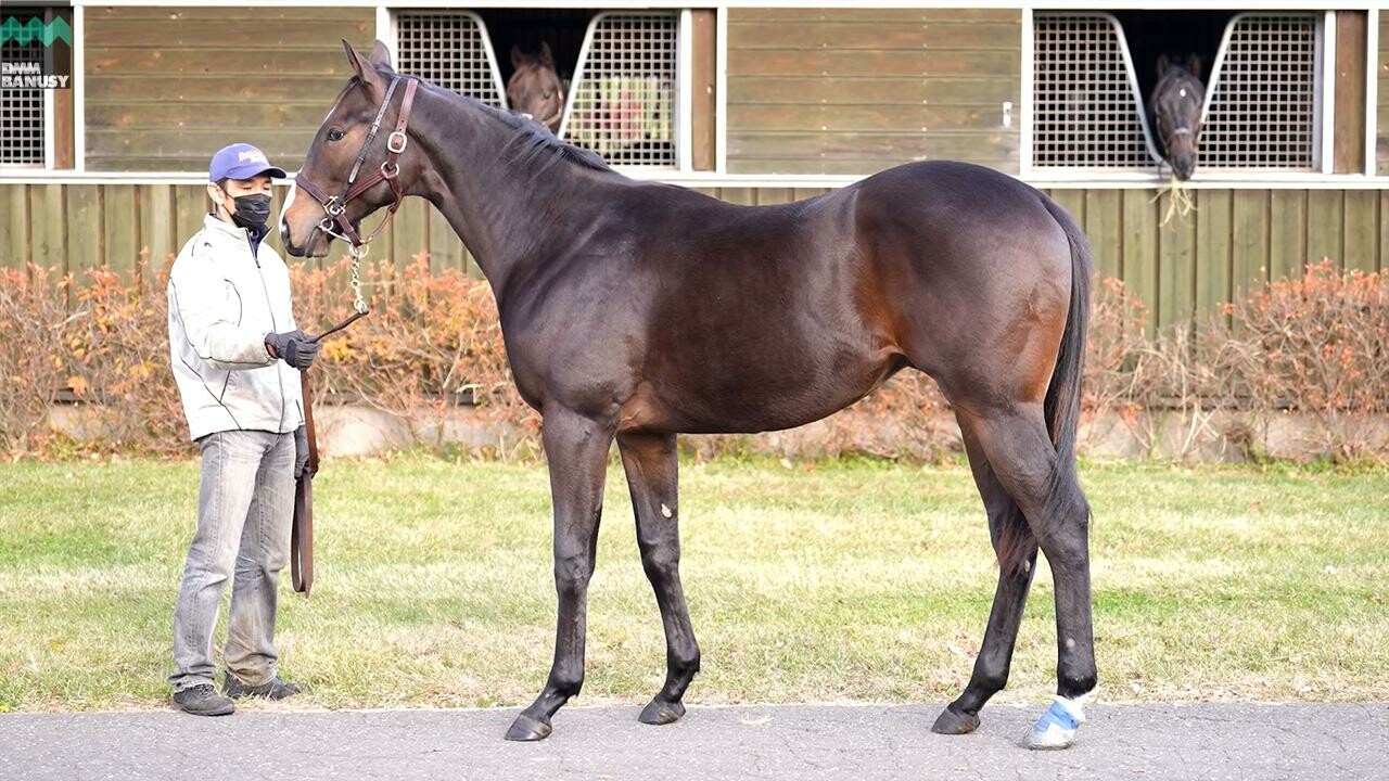 ロングホットサマー2024 2025/11/6撮影：社台ファーム現地視察