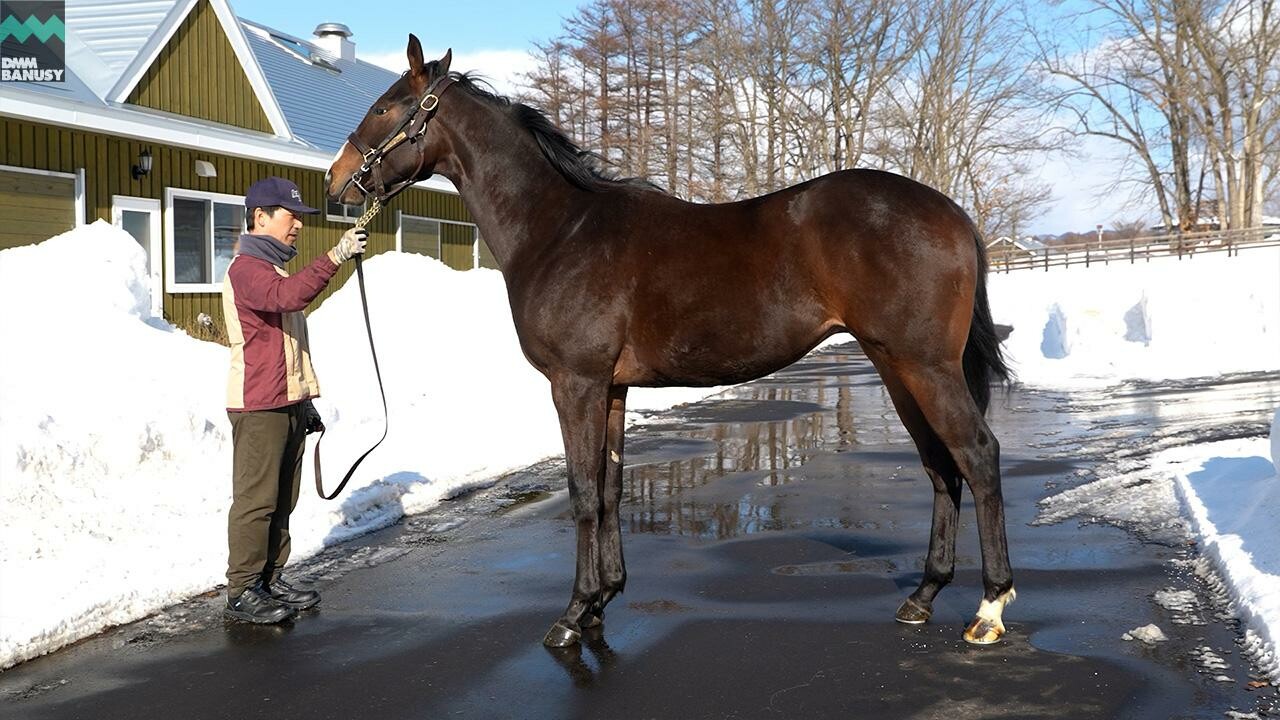 ロングホットサマー2024 2026/2/6撮影:社台ファーム現地視察