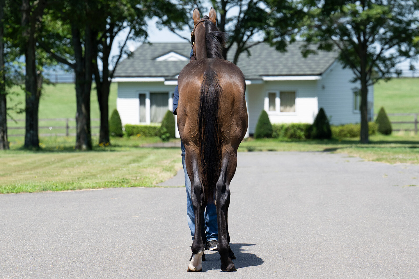 ロングホットサマー2024 馬体フォト 2025/07/17