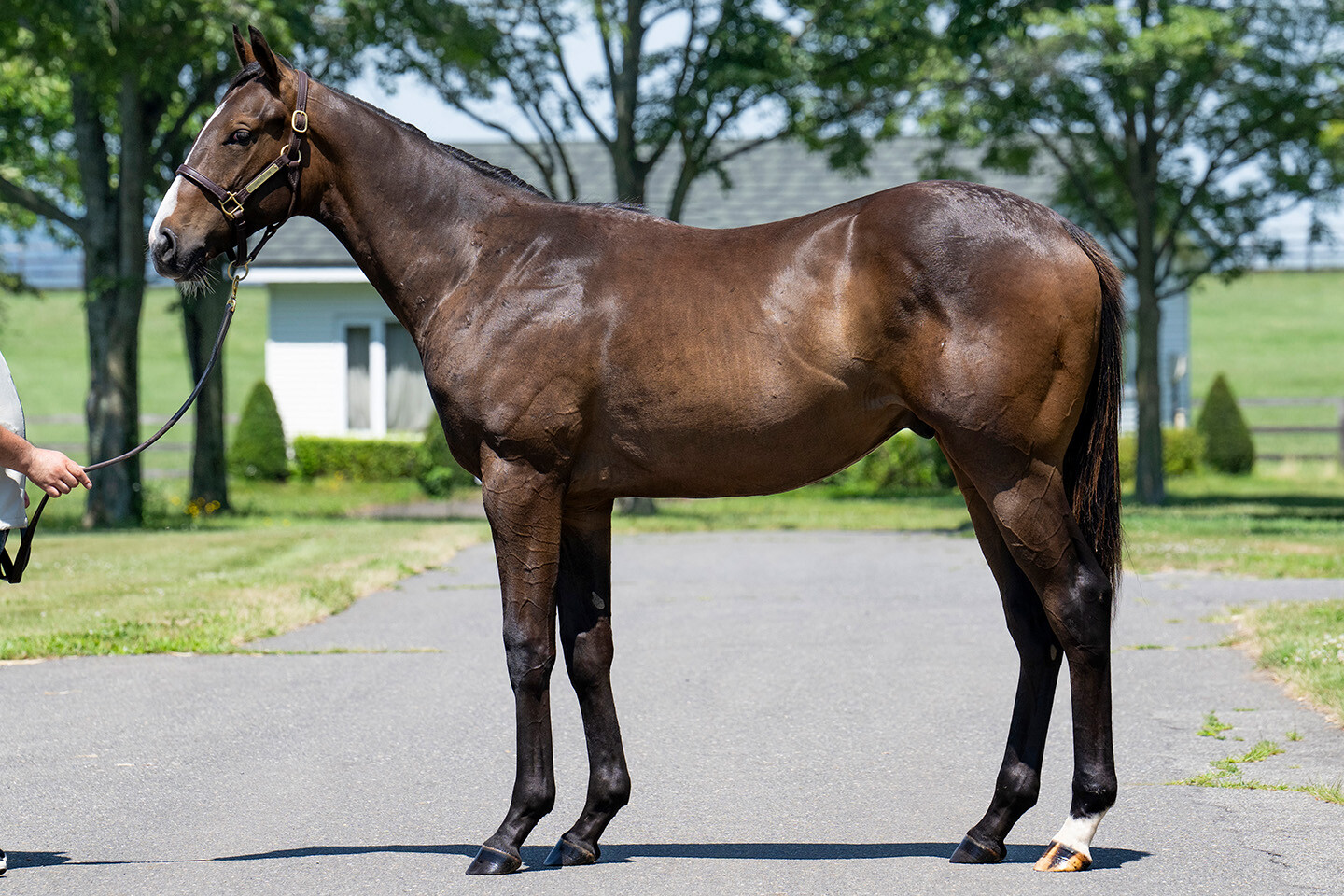 ロングホットサマー2024 馬体フォト 2025/07/17