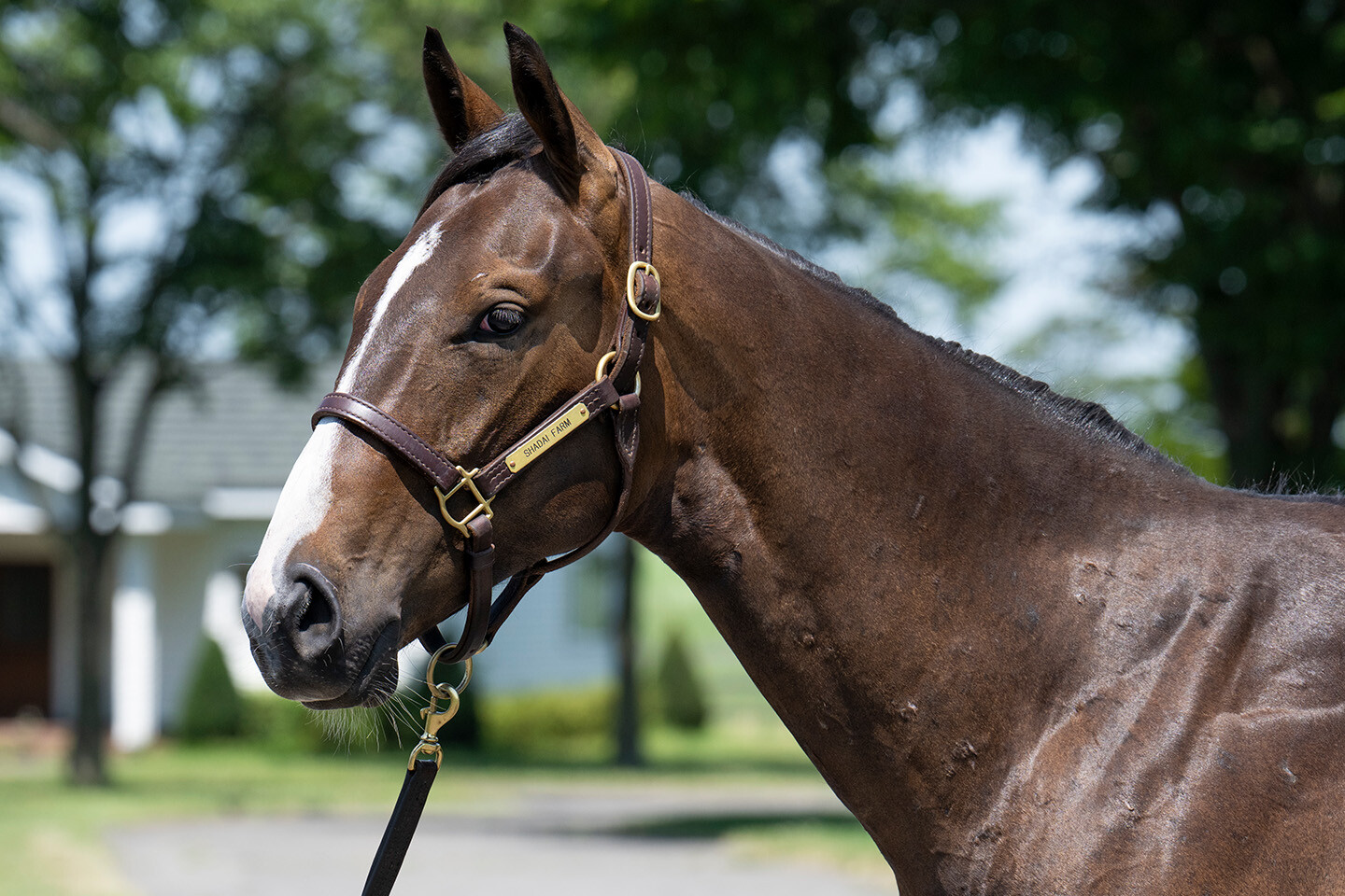 ロングホットサマー2024 馬体フォト 2025/07/17