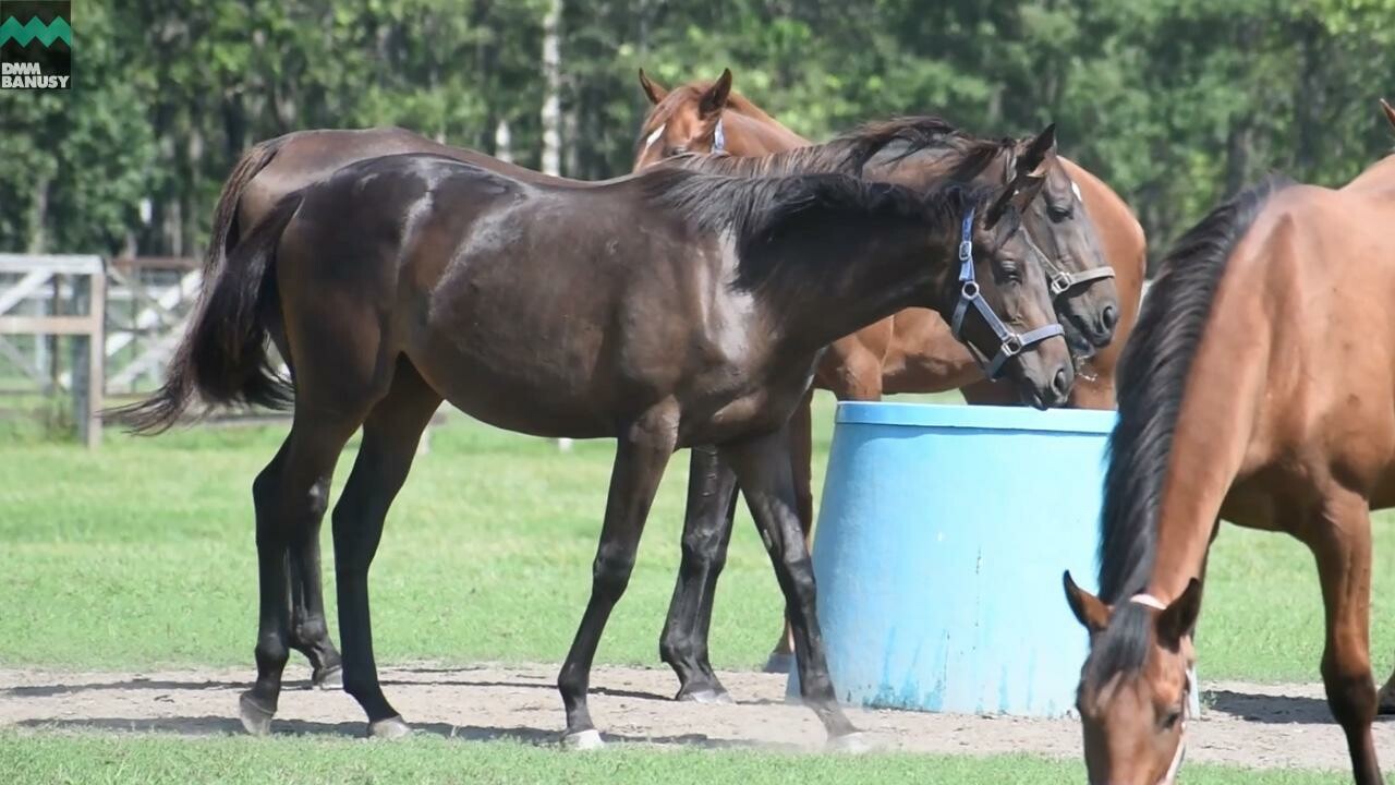 ヒストリックレディ2024 PV2025