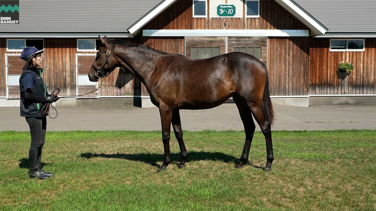 ヒストリックレディ2024 2025/8/15撮影：ノーザンファーム現地視察