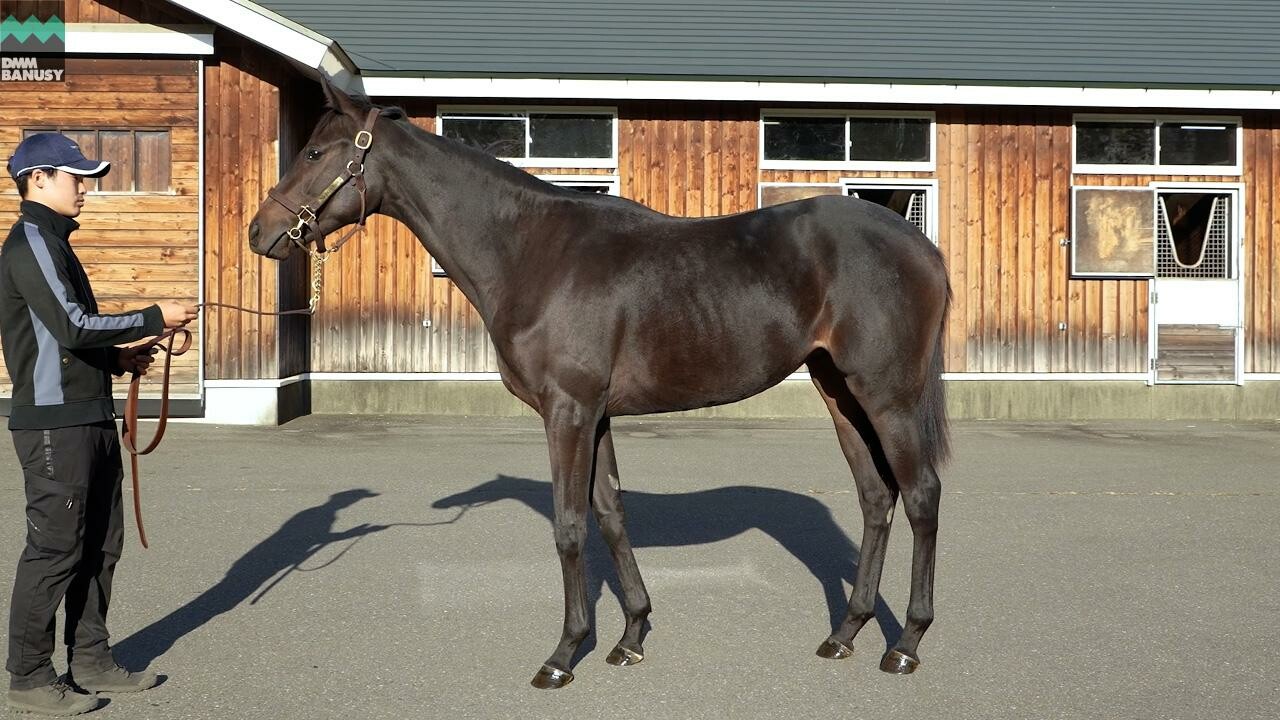 ヒストリックレディ2024 2025/10/6撮影：ノーザンファーム現地視察