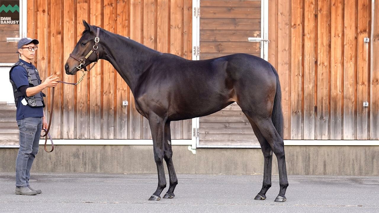 ヒストリックレディ2024 2025/11/6撮影：ノーザンファーム現地視察