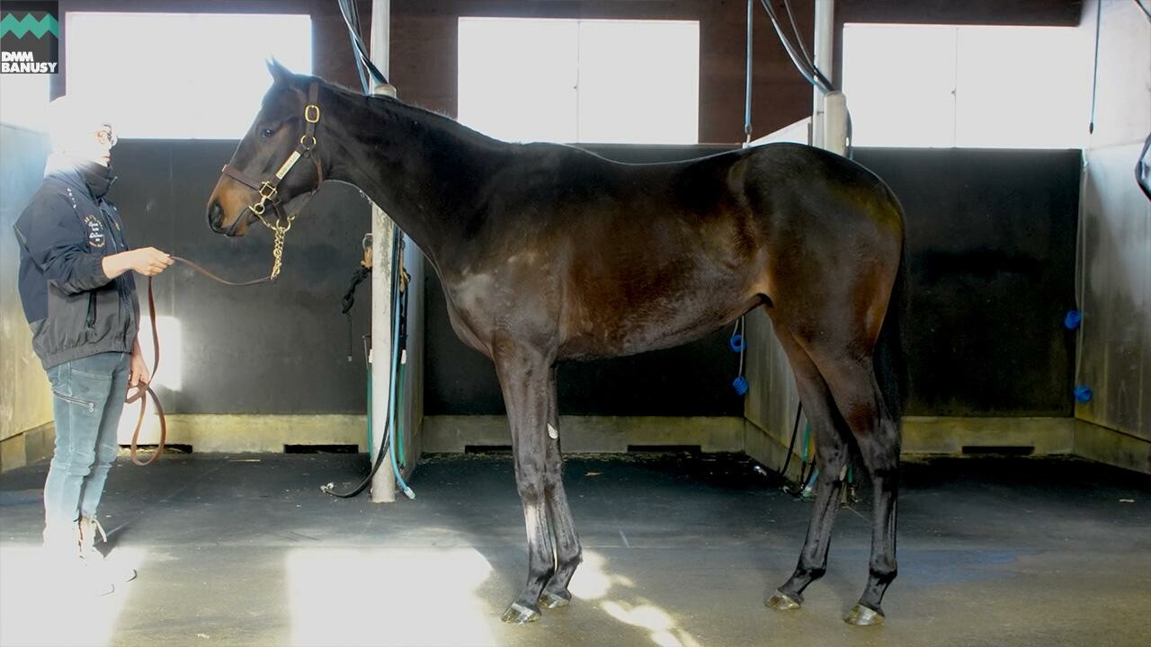 ヒストリックレディ2024 2026/2/6撮影:ノーザンファーム現地視察