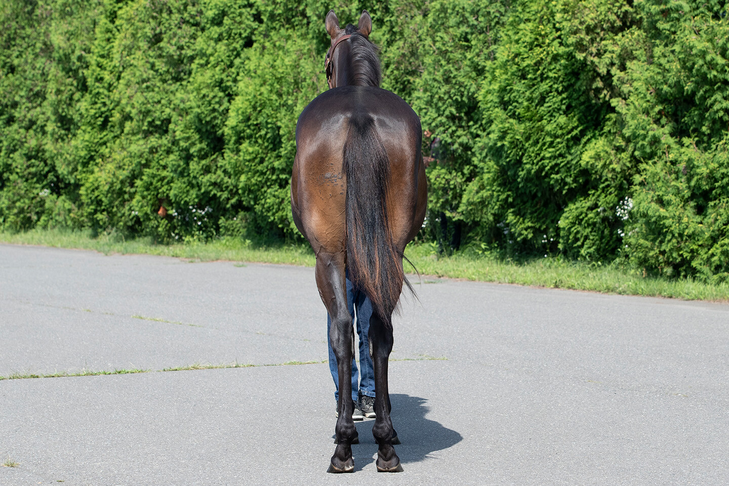 ヒストリックレディ2024 馬体フォト 2025/07/23