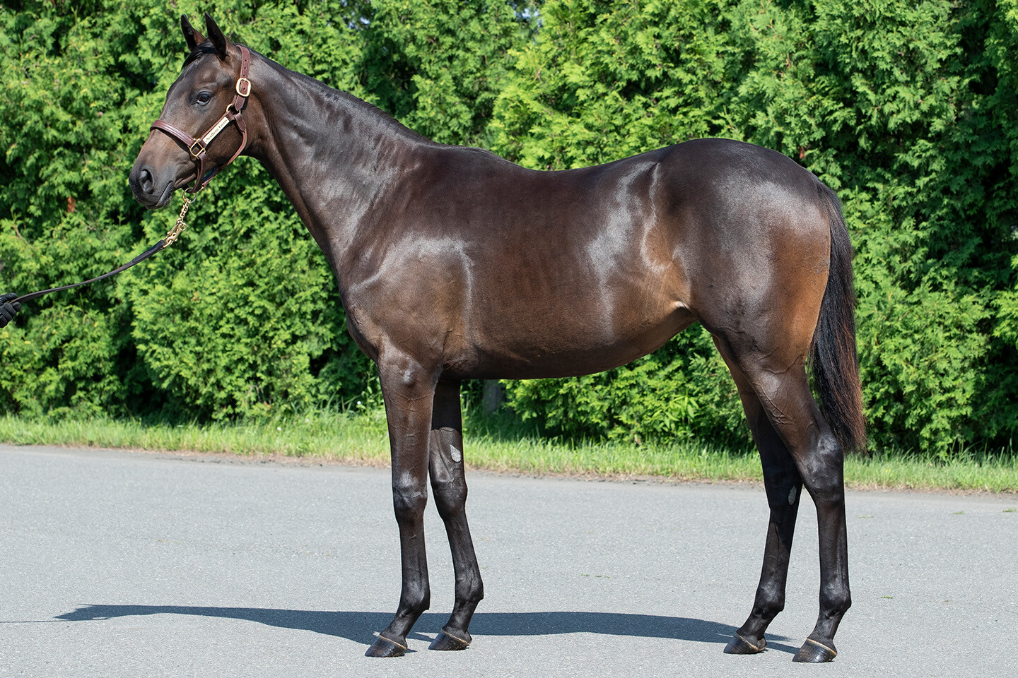 ヒストリックレディ2024 馬体フォト 2025/07/23