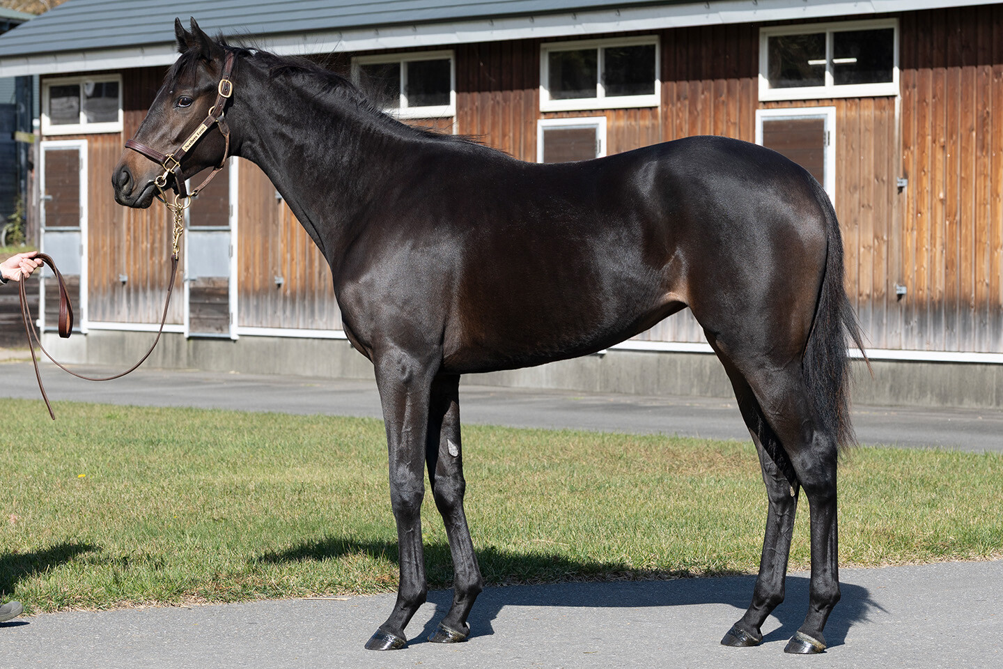 ヒストリックレディ2024 写真