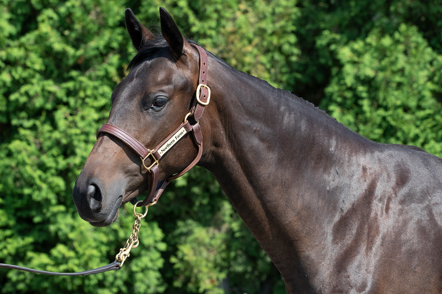 ヒストリックレディ2024 馬体フォト 2025/07/23