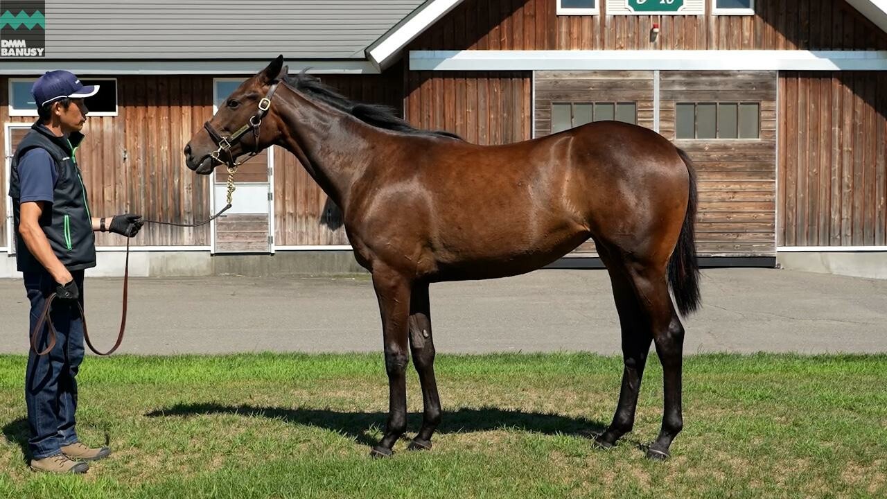 カールファターレ2024 2025/8/15撮影：ノーザンファーム現地視察