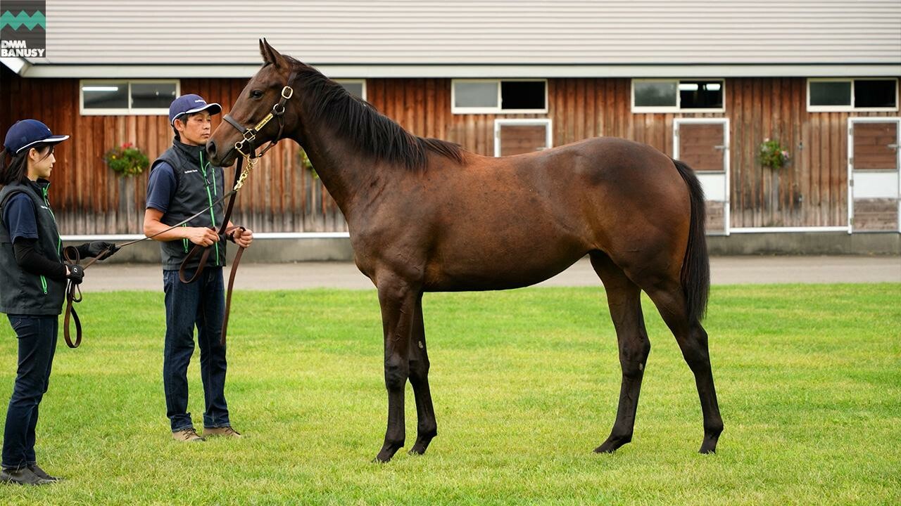 カールファターレ2024 2025/9/9撮影：ノーザンファーム現地視察