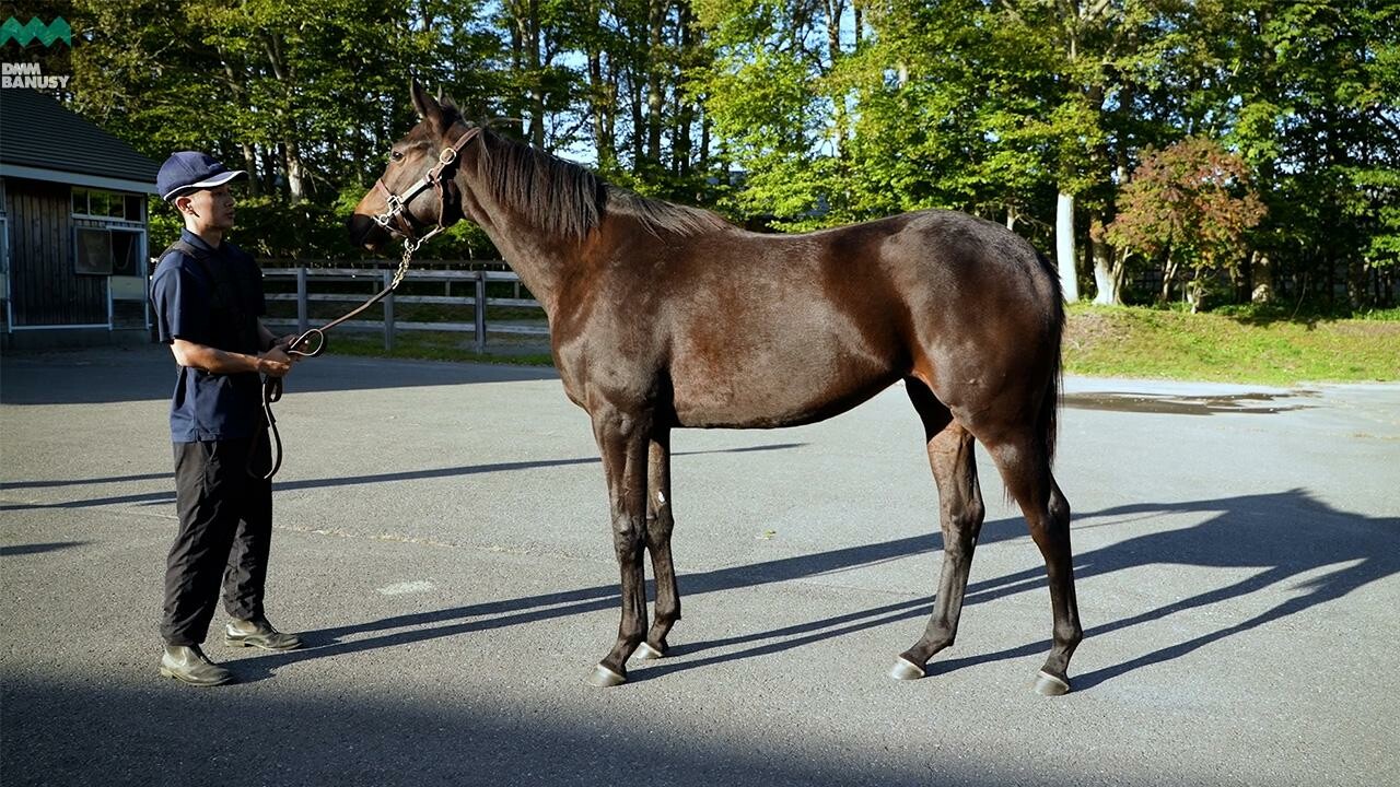 カールファターレ2024 2025/10/6撮影：ノーザンファーム現地視察