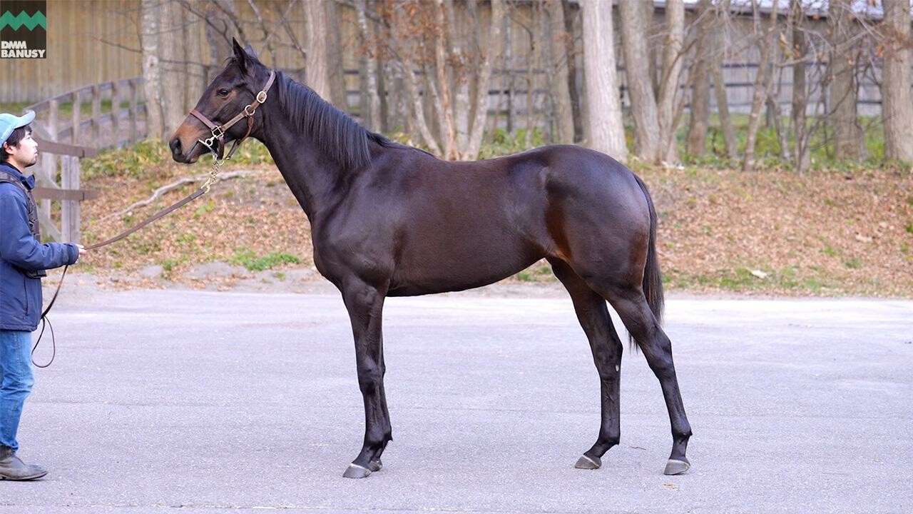 カールファターレ2024 2025/11/6撮影：ノーザンファーム現地視察