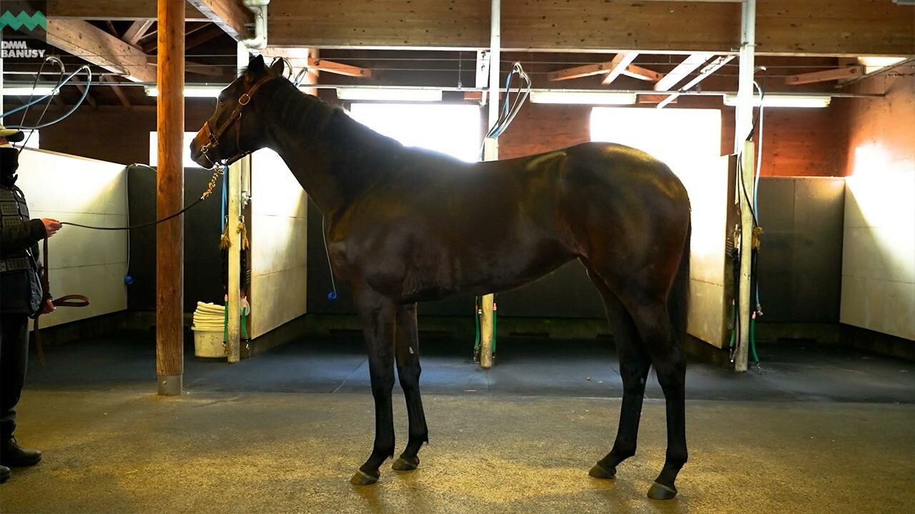 カールファターレ2024 2026/2/6撮影:ノーザンファーム現地視察