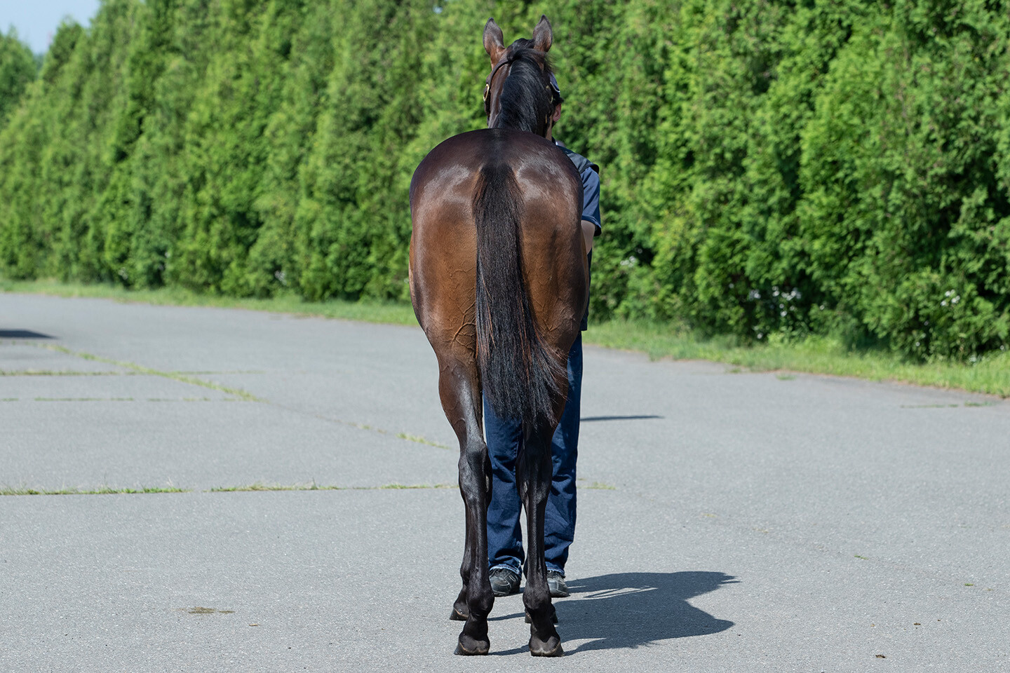 カールファターレ2024 馬体フォト 2025/07/23