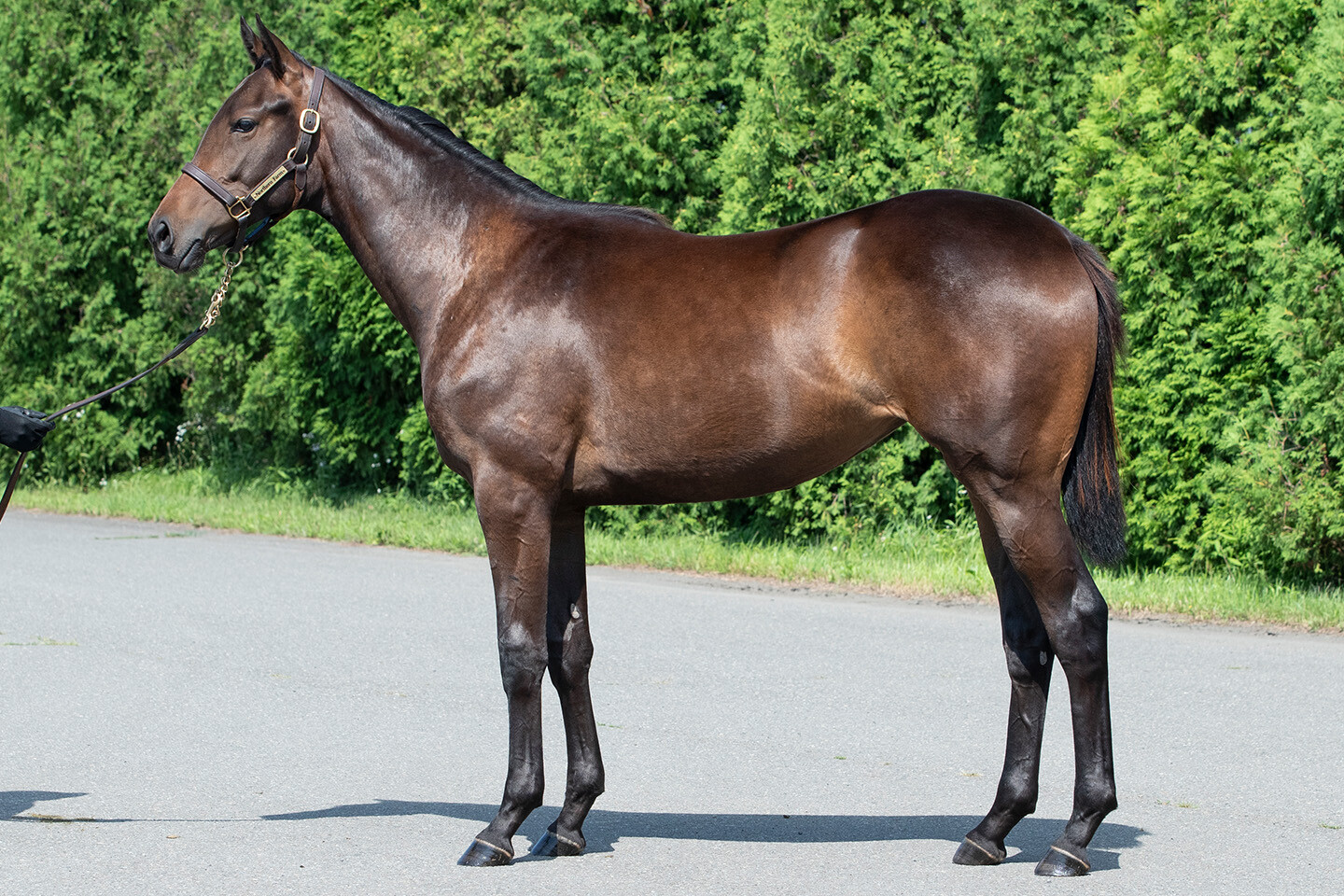 カールファターレ2024 馬体フォト 2025/07/23